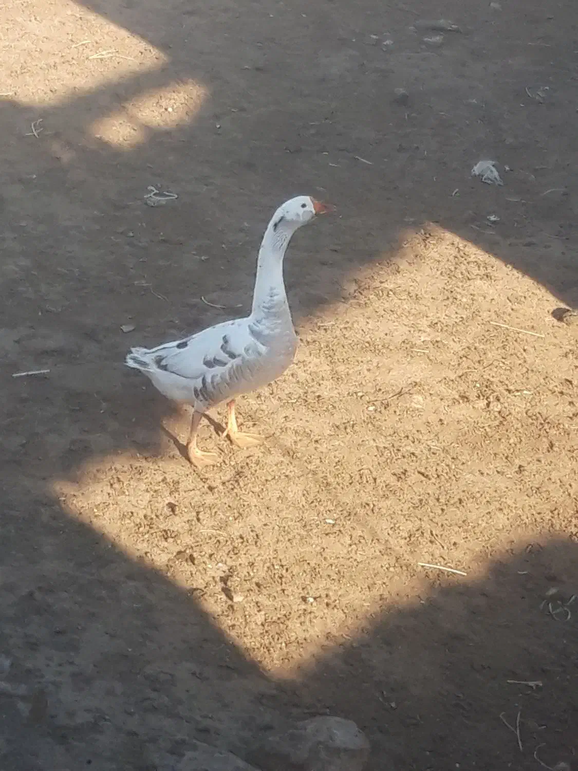 غاز|حیوانات مزرعه|ارشق, |دیوار