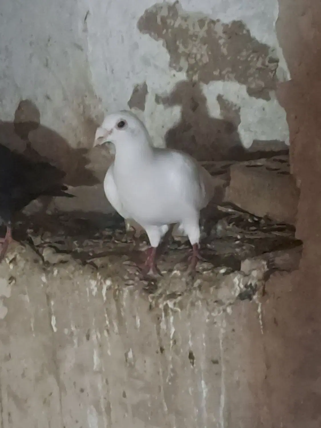 ۱۵۰۰|پرنده|درگز, |دیوار