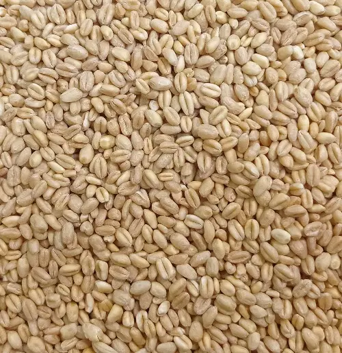 گندم|خوردنی و آشامیدنی|خورموج, |دیوار