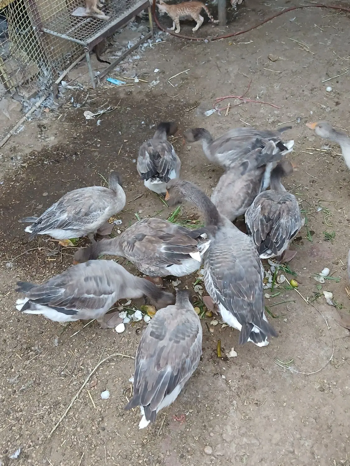 غاز|حیوانات مزرعه|خرمشهر, |دیوار