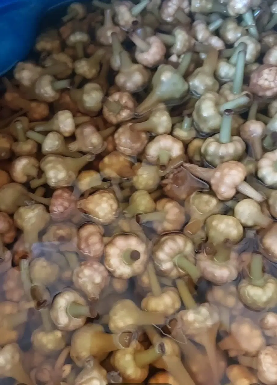 گل سیر|خوردنی و آشامیدنی|طارم (زنجان), |دیوار