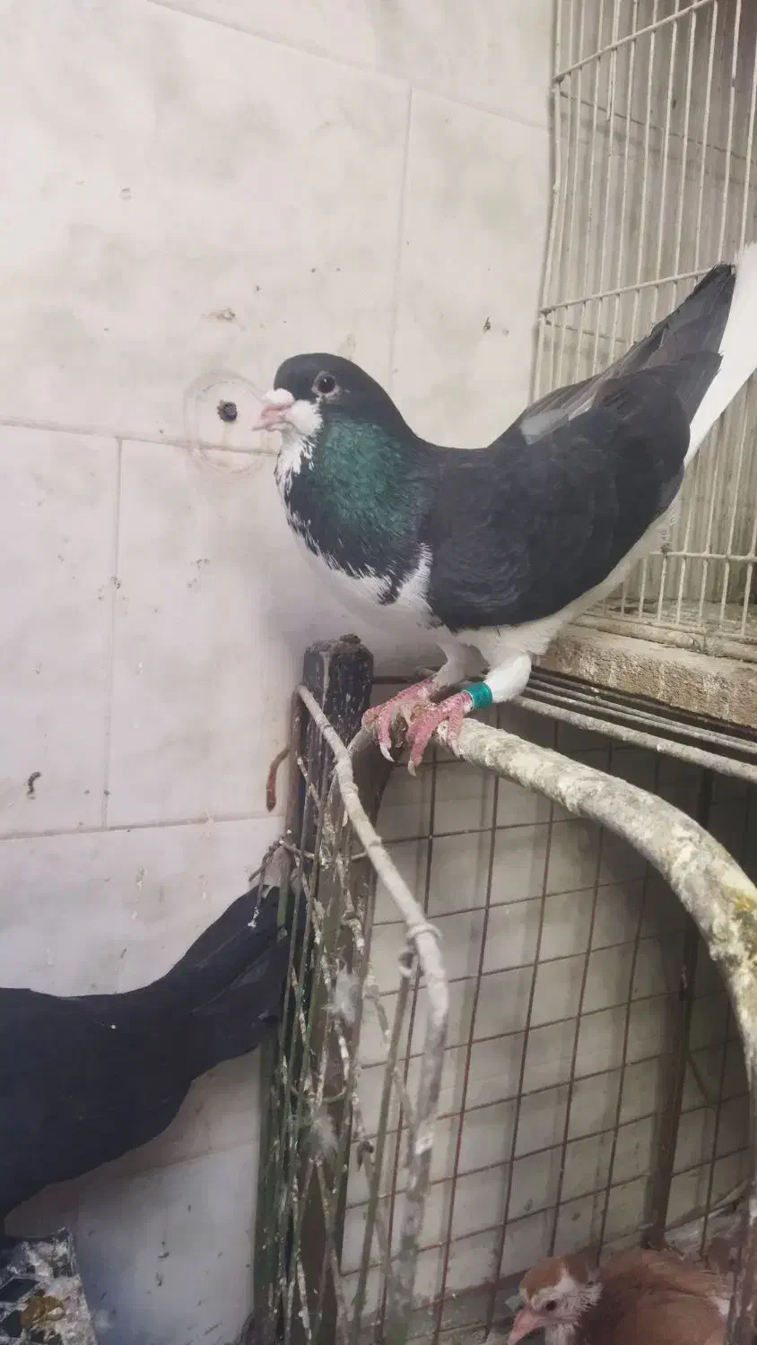 دو عدد نر|پرنده|خرمشهر, |دیوار