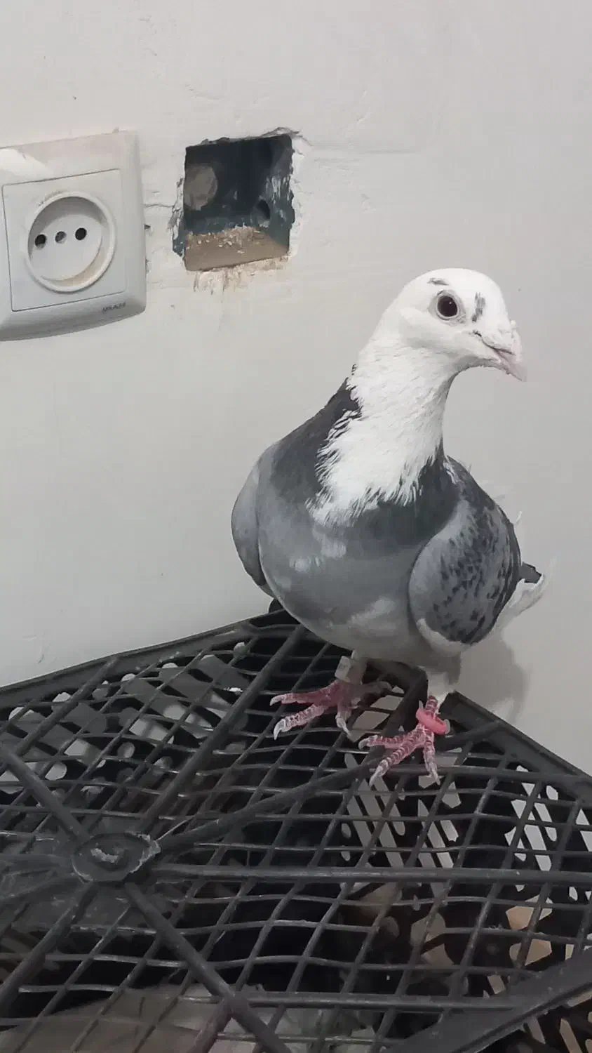 کبوتر صید|پرنده|نیشابور, مازول|دیوار