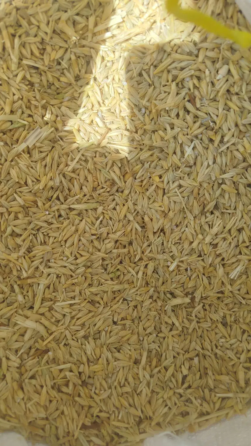 جو‌.|عمده‌فروشی|کوهدشت, |دیوار