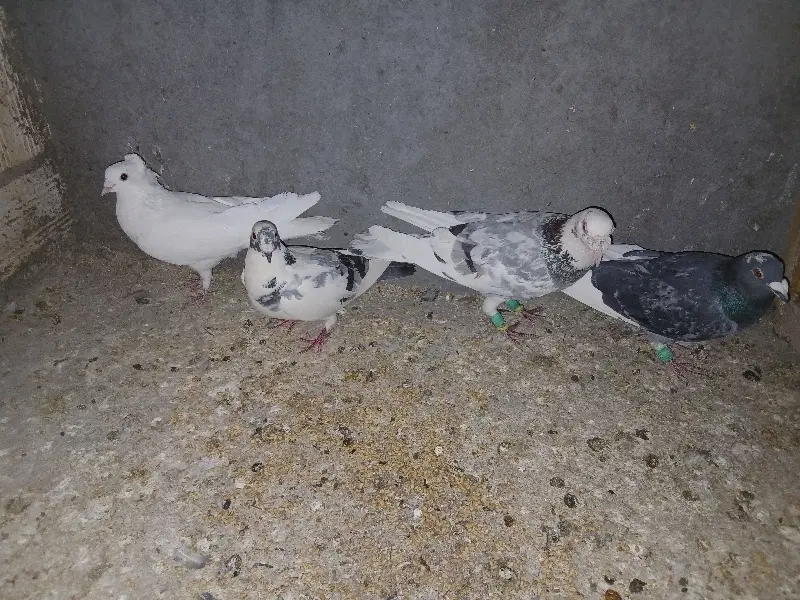 کفتر|پرنده|آباده, |دیوار