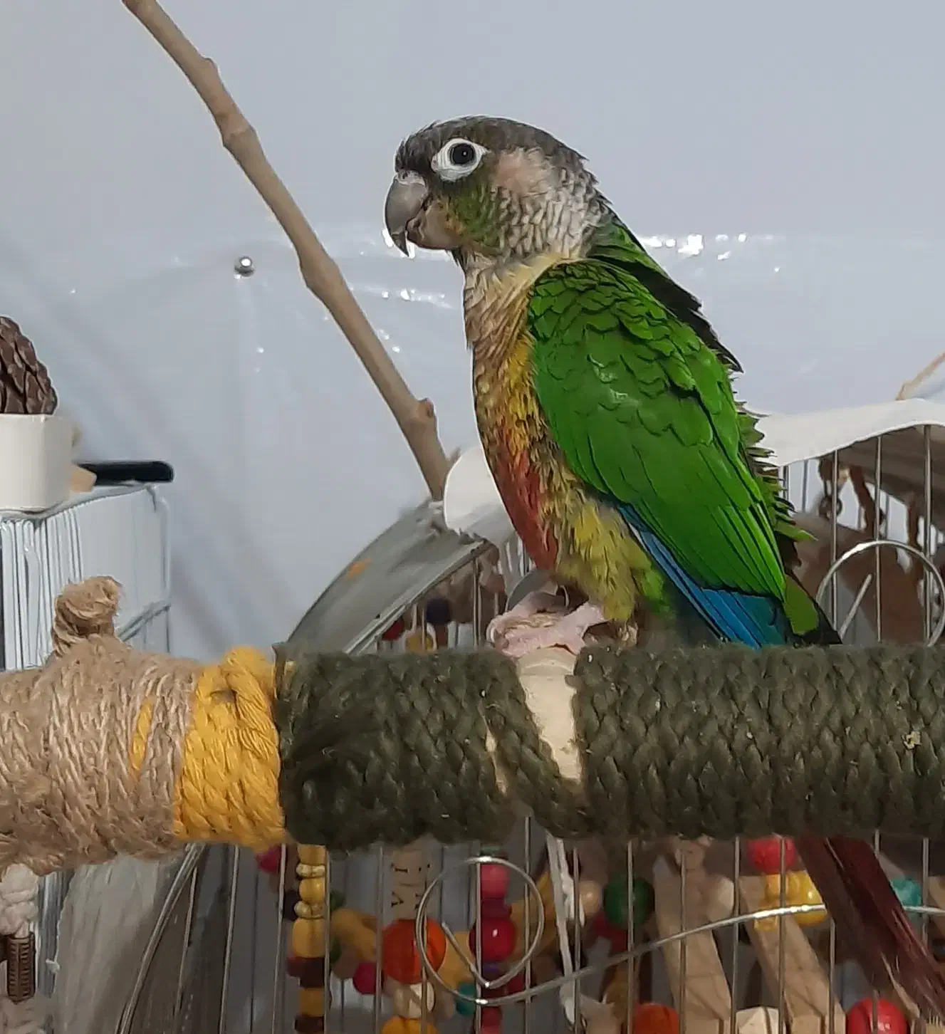 گرینچیک|پرنده|کرج, اصفهانیها|دیوار