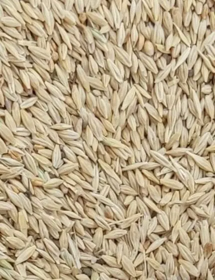 جو محلی|گل و گیاه طبیعی|آبدانان, |دیوار