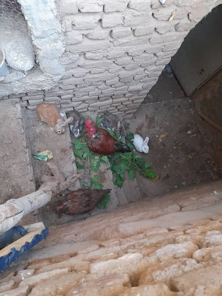 خرگوش|موش و خرگوش|تربت جام, میان جام|دیوار