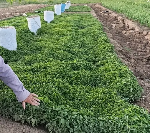 نشا گوجه|گل و گیاه طبیعی|الوند, |دیوار