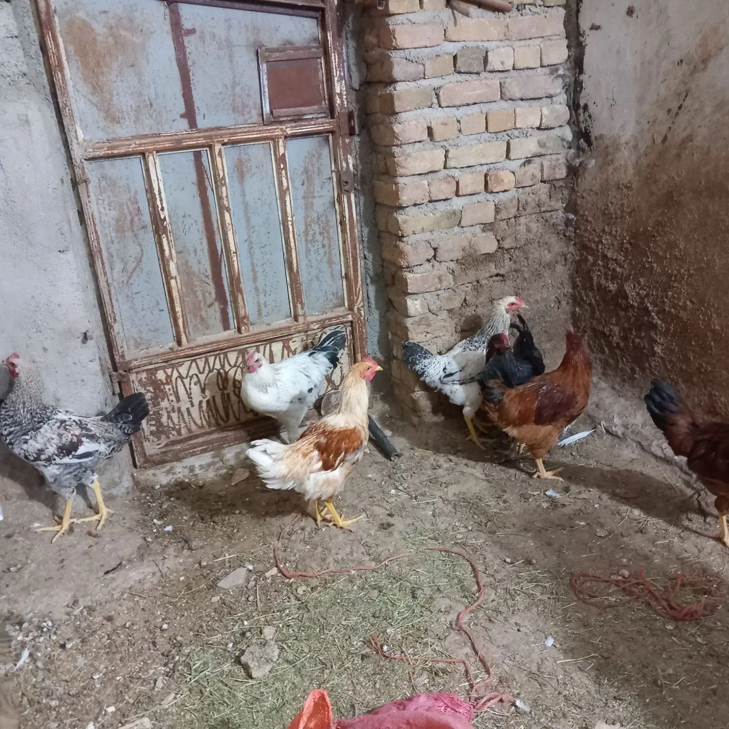 خوروس|حیوانات مزرعه|کنگاور, |دیوار