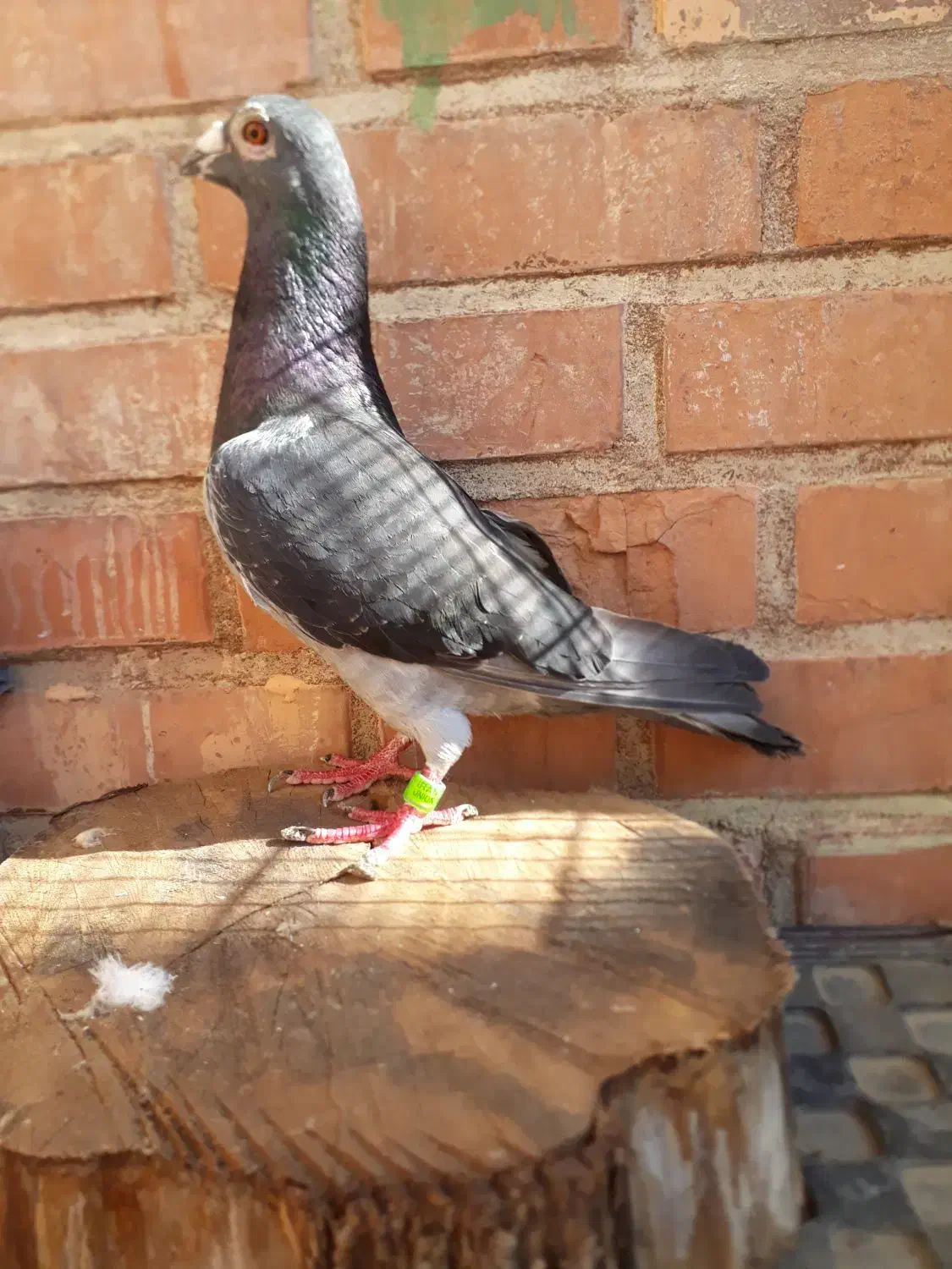 چاپی نر۲۰۲۳|پرنده|مسجد سلیمان, |دیوار