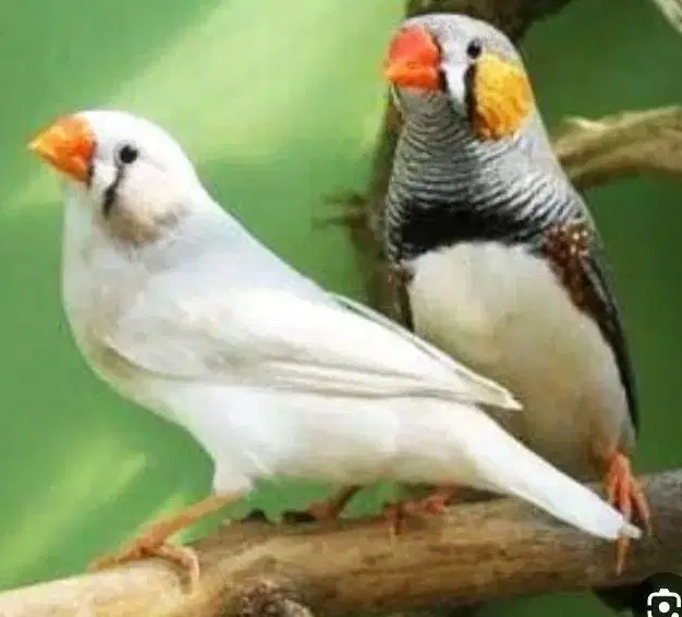 فنچ|پرنده|اراک, |دیوار