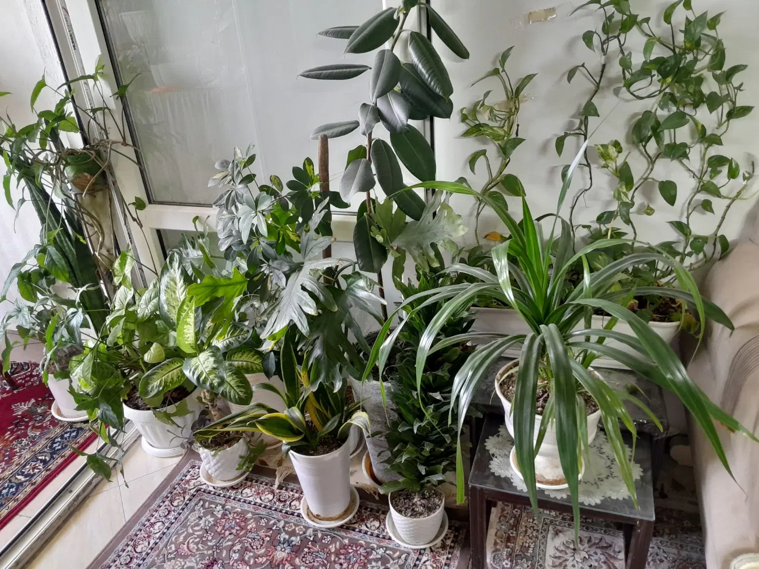 گل طبیعی|گل و گیاه طبیعی|گلبهار, شهر جدید گلبهار|دیوار