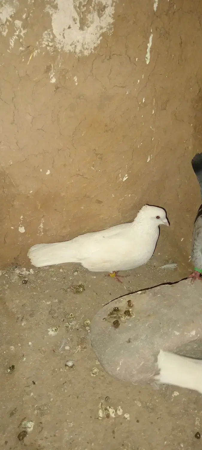 کفتر|پرنده|خواف, |دیوار