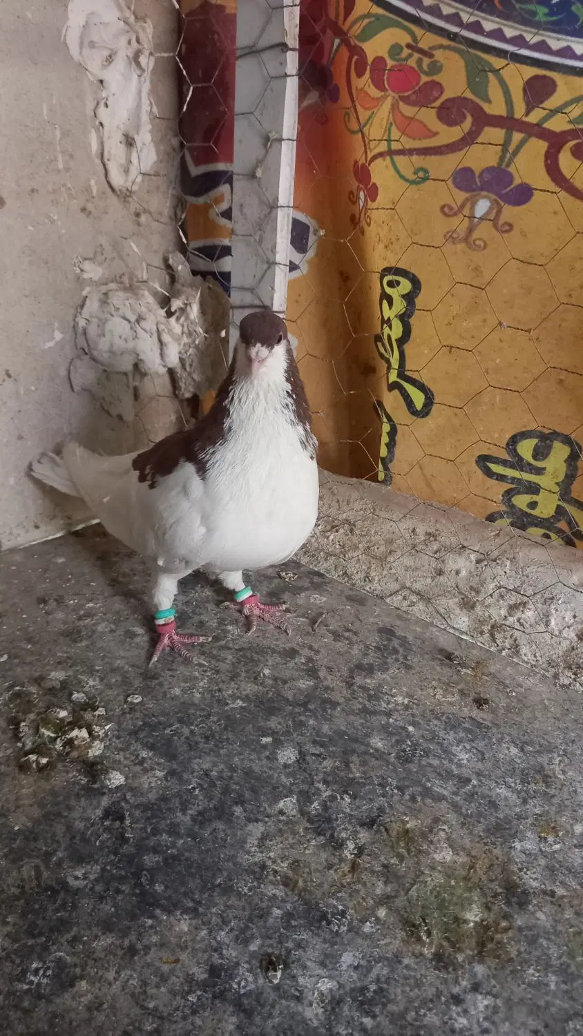 کبوتر|پرنده|تاکستان, |دیوار
