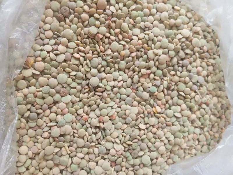 عدس|خوردنی و آشامیدنی|میاندوآب, |دیوار