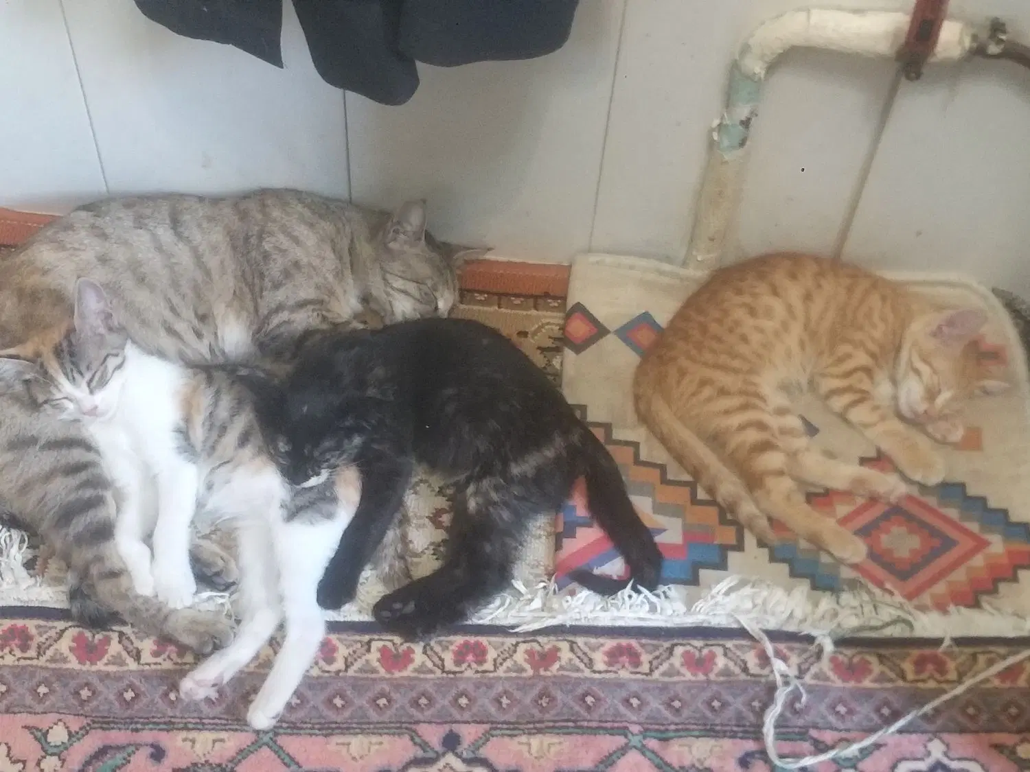 گربه|گربه|اردبیل, |دیوار