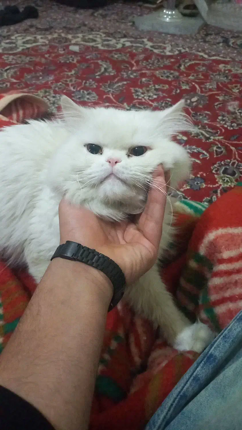 گربه|گربه|مشهد, کوشش|دیوار