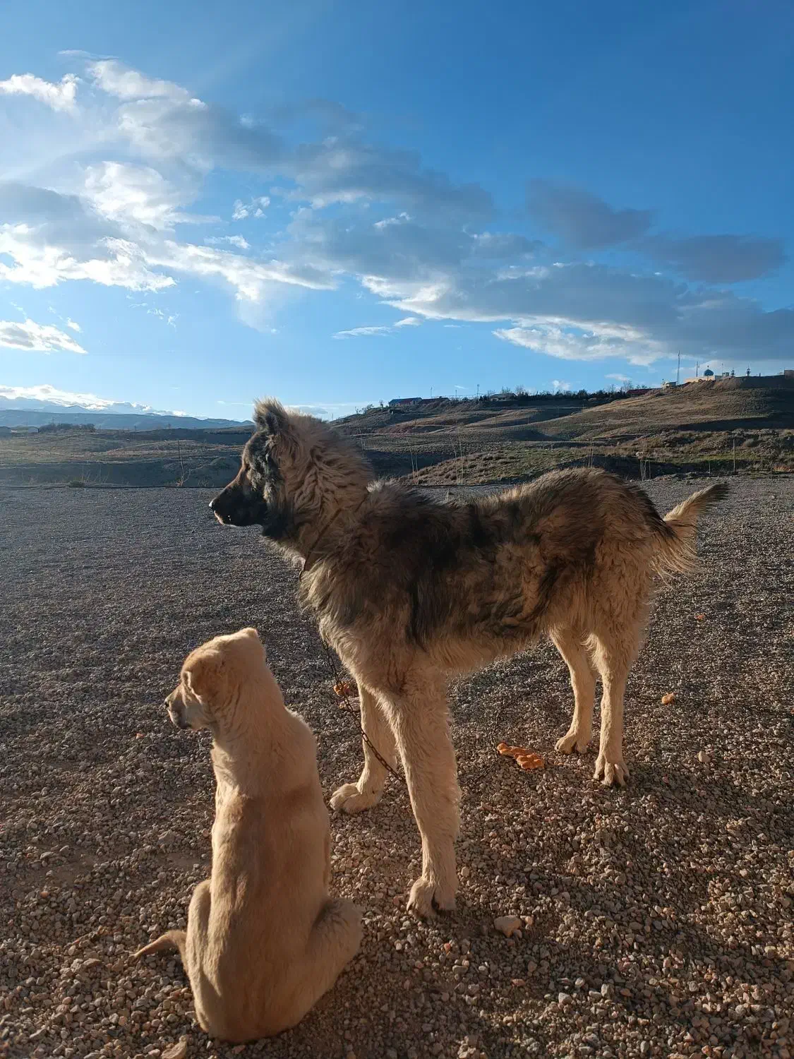 سگ.|سگ|زنجان, |دیوار