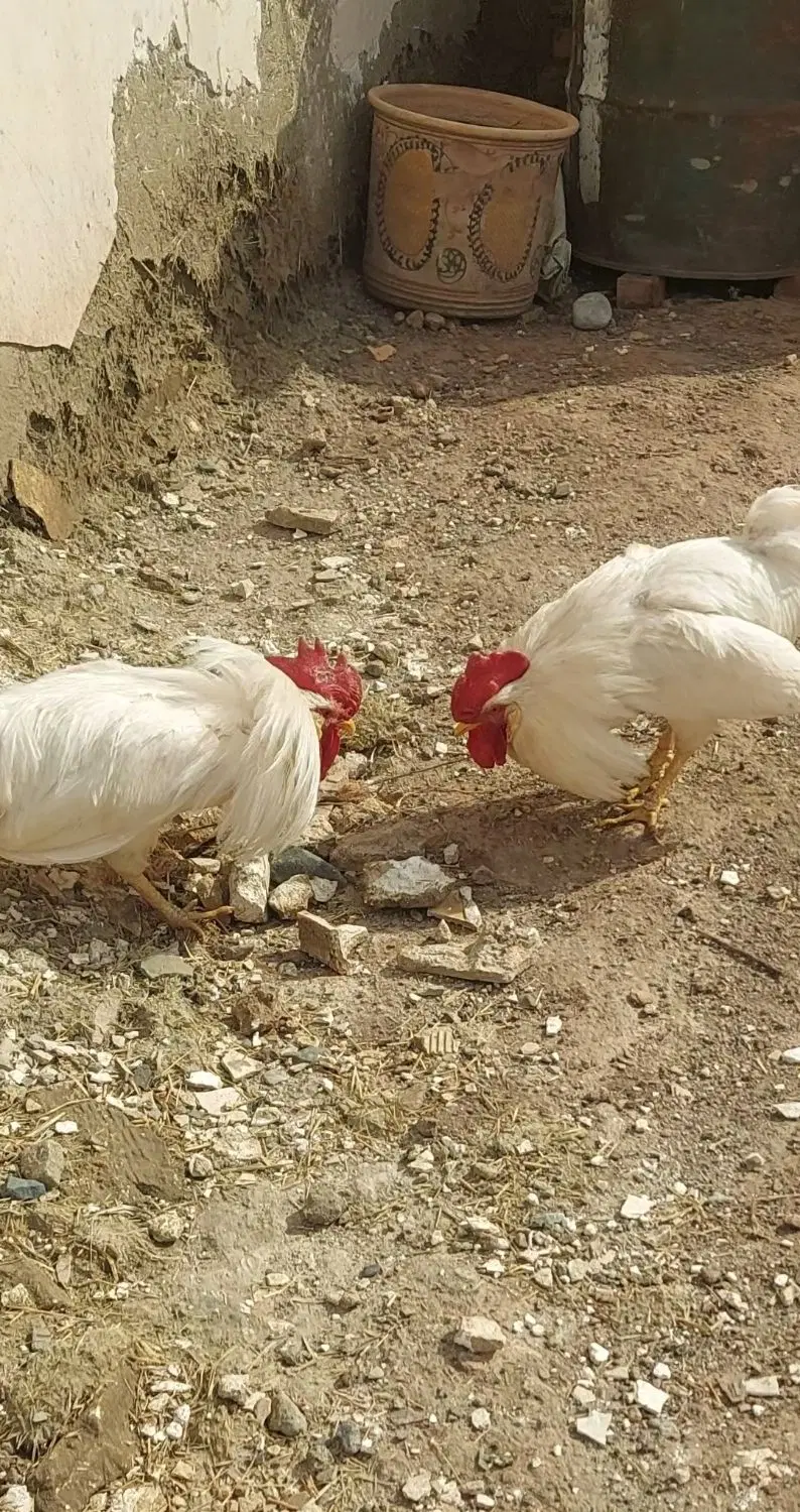 خروس|حیوانات مزرعه|خوی, |دیوار