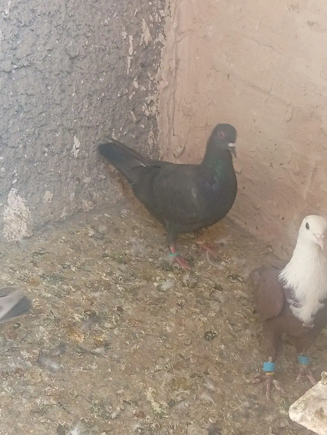 کبوتر|پرنده|نیشابور, سرآب کوشک|دیوار