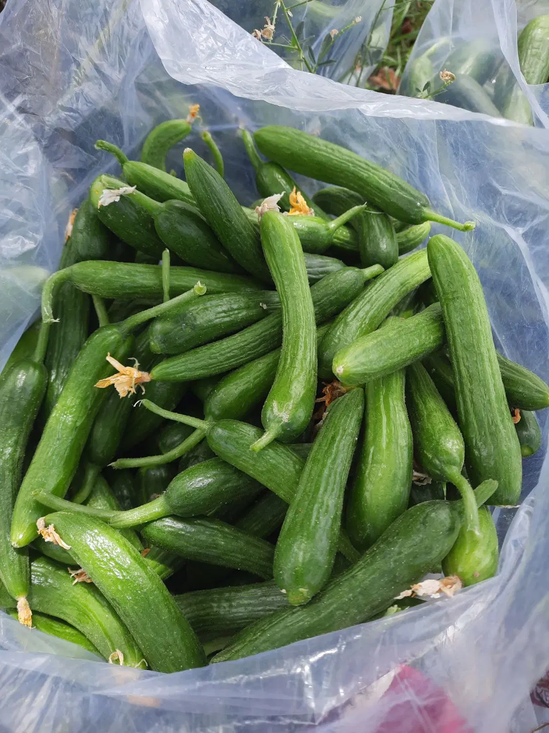 خیار ۵۰|خوردنی و آشامیدنی|قوچان, |دیوار