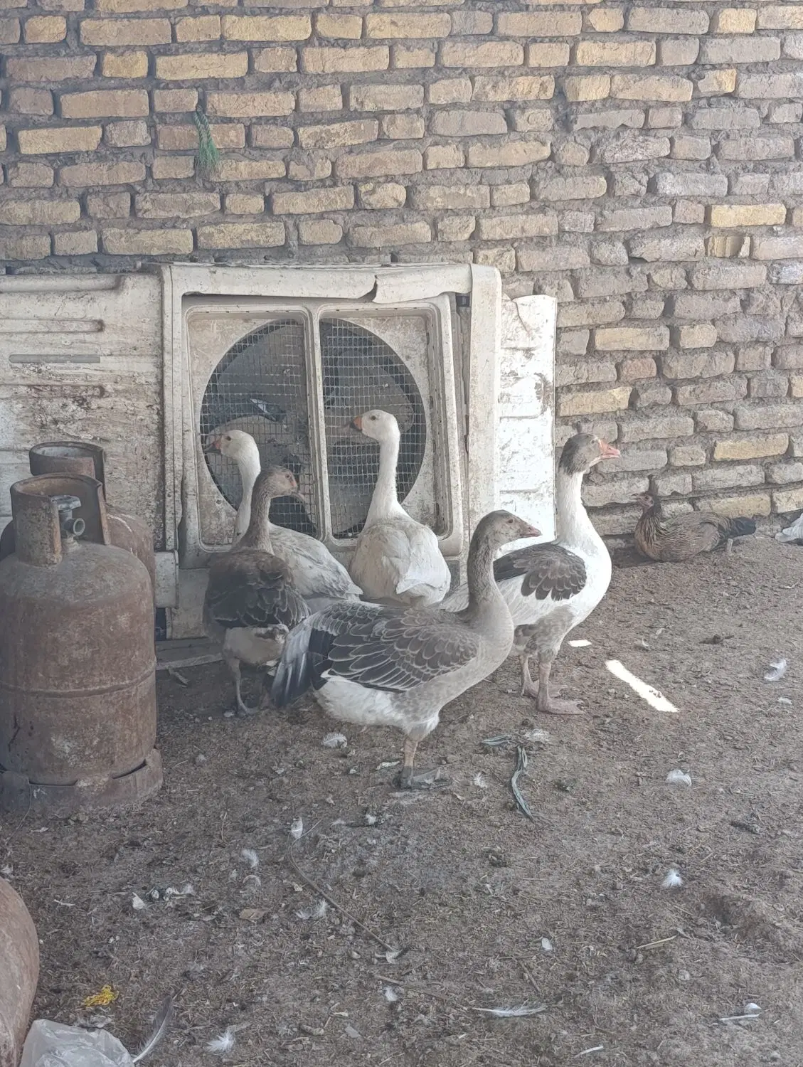 اردک غاز|حیوانات مزرعه|دشت آزادگان, |دیوار