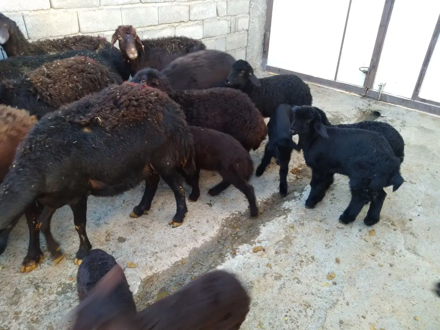 میش و بره|حیوانات مزرعه|خنداب, |دیوار