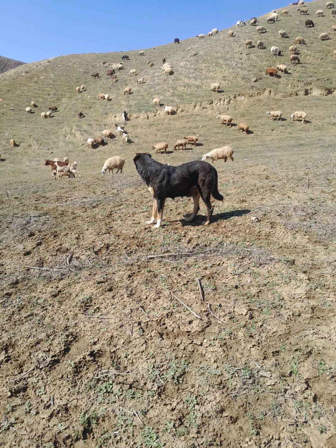 سگ ماده|سگ|بجنورد, |دیوار