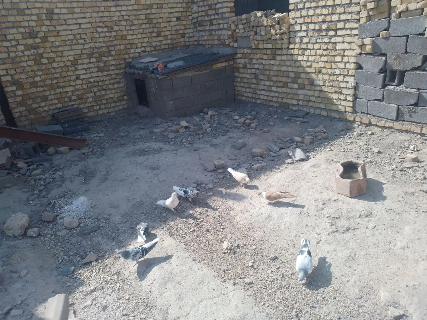 کفتر|پرنده|مشهد, توس فردوسی|دیوار