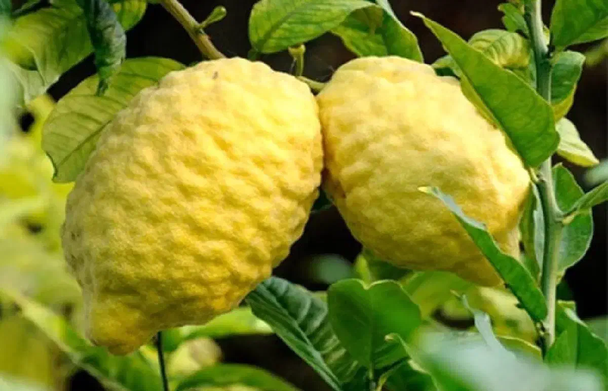 بالنگ|خوردنی و آشامیدنی|قائمشهر, |دیوار