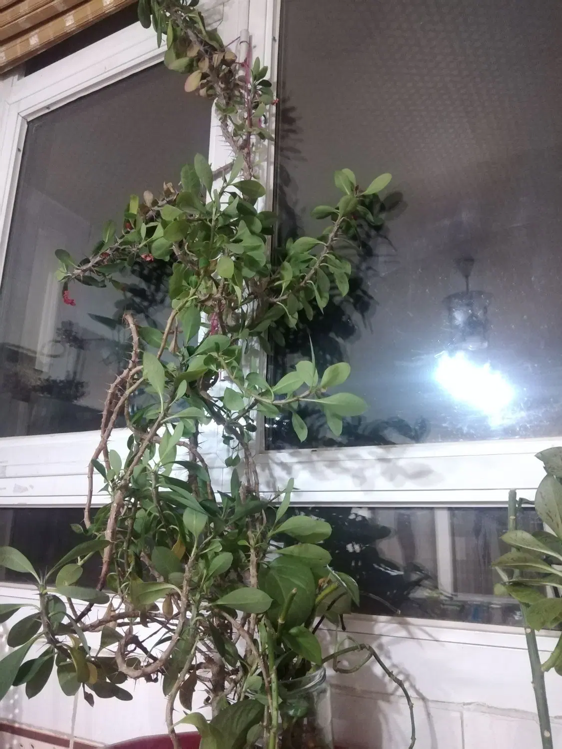 گل مرجان|گل و گیاه طبیعی|نجفآباد, ریاضی|دیوار