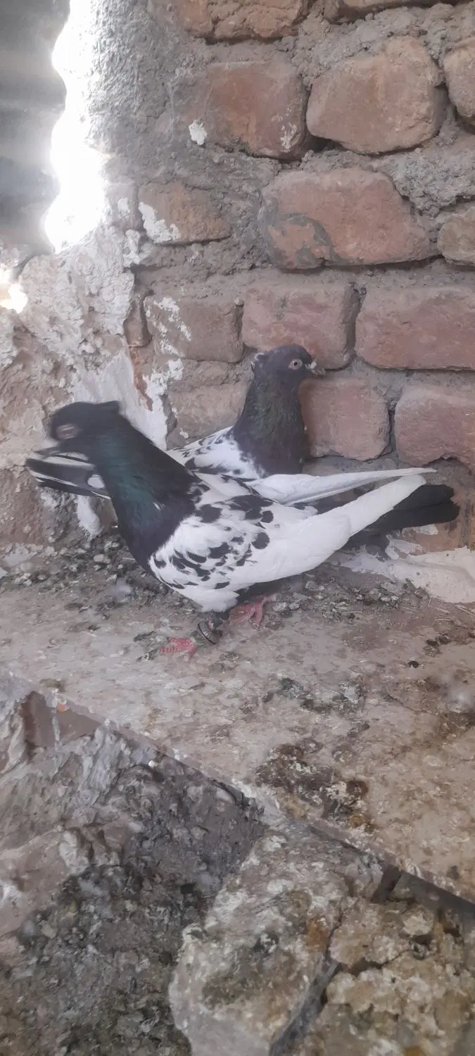 کفتر|پرنده|بوژگان, |دیوار