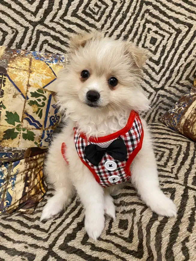 سگ پامر|سگ|کرج, گلشهر|دیوار