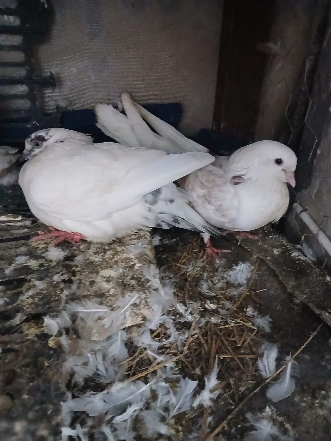 کفتر|پرنده|گرگان, |دیوار