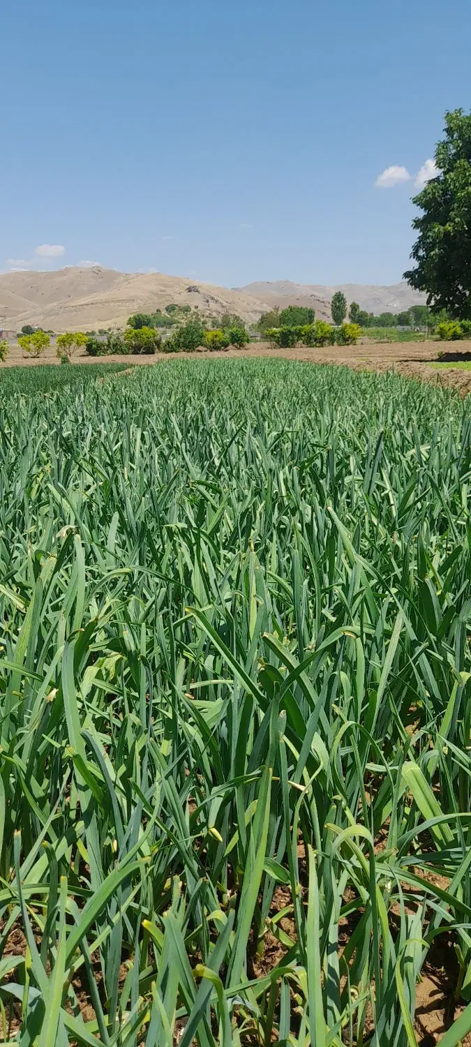 سبزی|خوردنی و آشامیدنی|سنندج, |دیوار