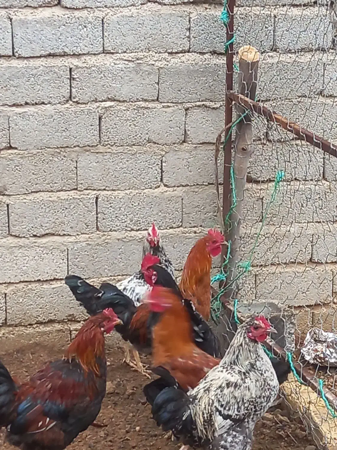 خوروس|حیوانات مزرعه|فیروزآباد (فارس), |دیوار