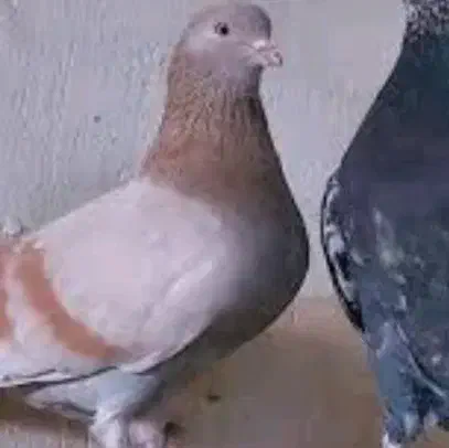 کبوتر|حیوانات|تبریز, |دیوار