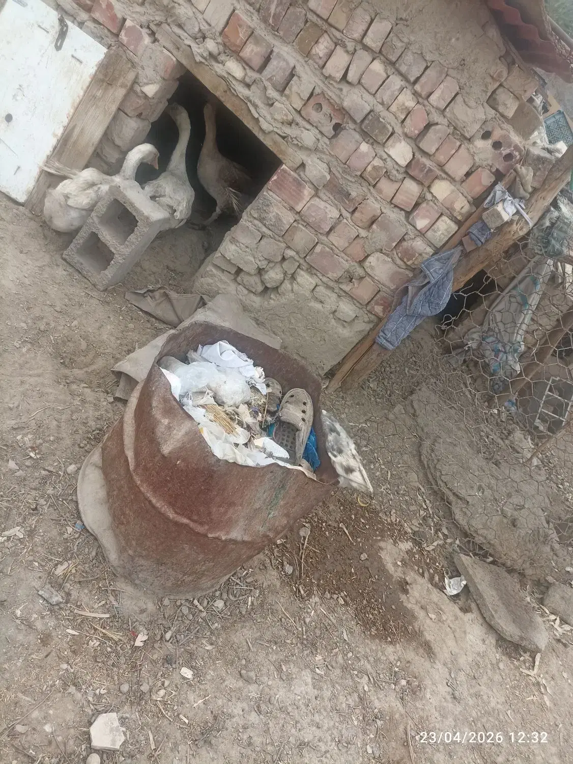 غوغاز|حیوانات مزرعه|زاهدان, |دیوار