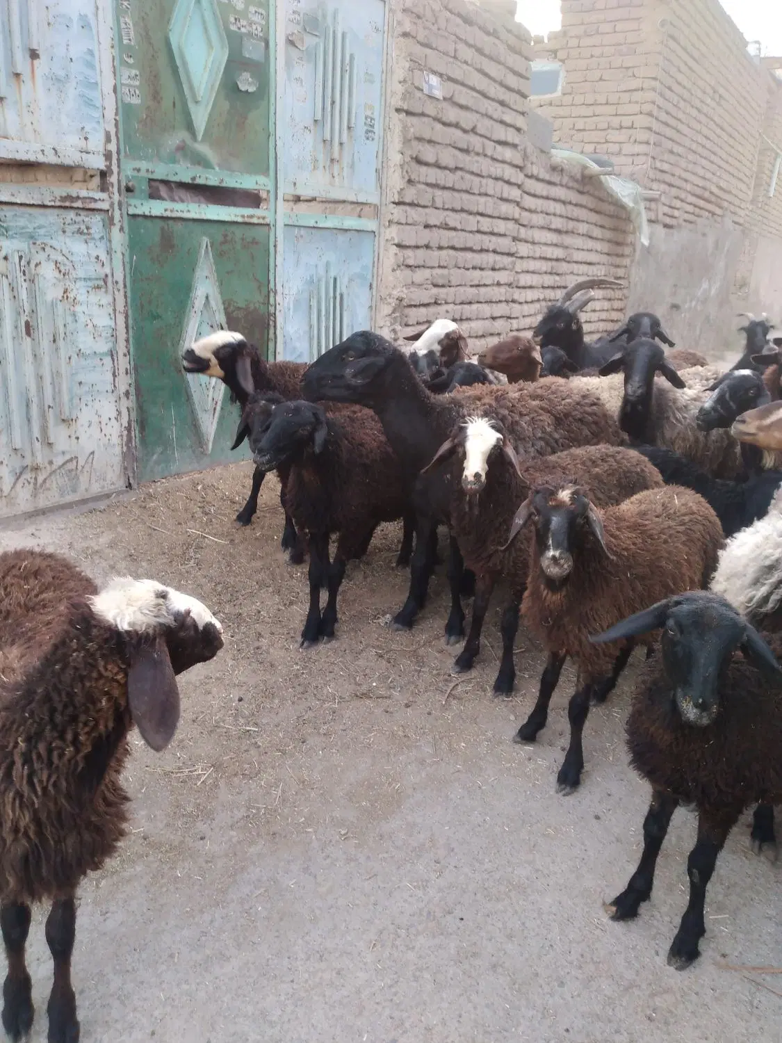 بره|حیوانات مزرعه|شریفآباد, |دیوار
