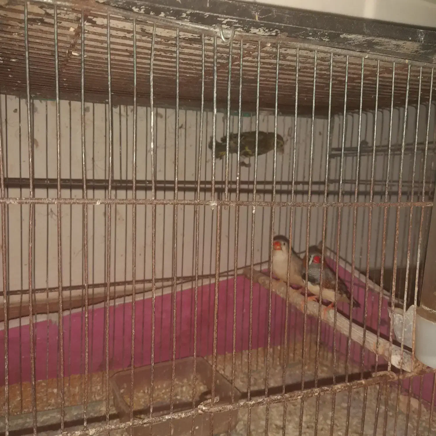 فنچ کینگ|پرنده|رشت, حومه رشت|دیوار