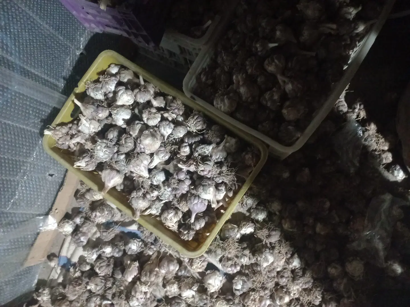 سیر محلی|خدمات باغبانی و درختکاری|فورگ, |دیوار