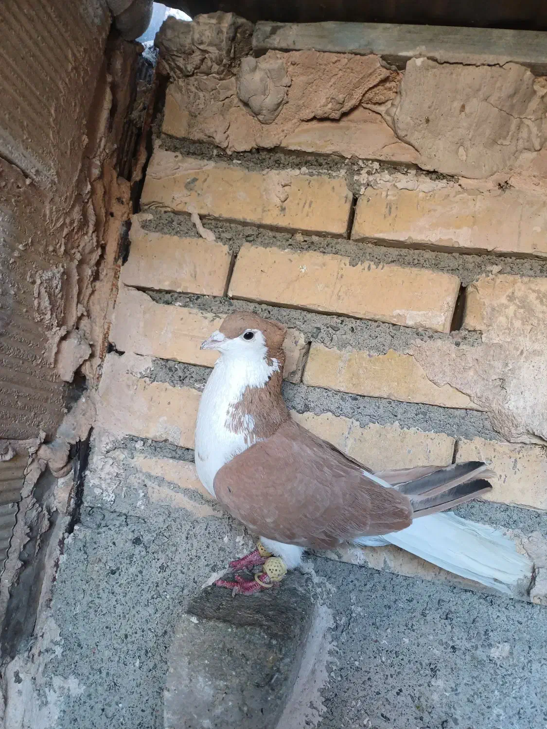 کبوتر|پرنده|مشهد, کلاته برفی|دیوار