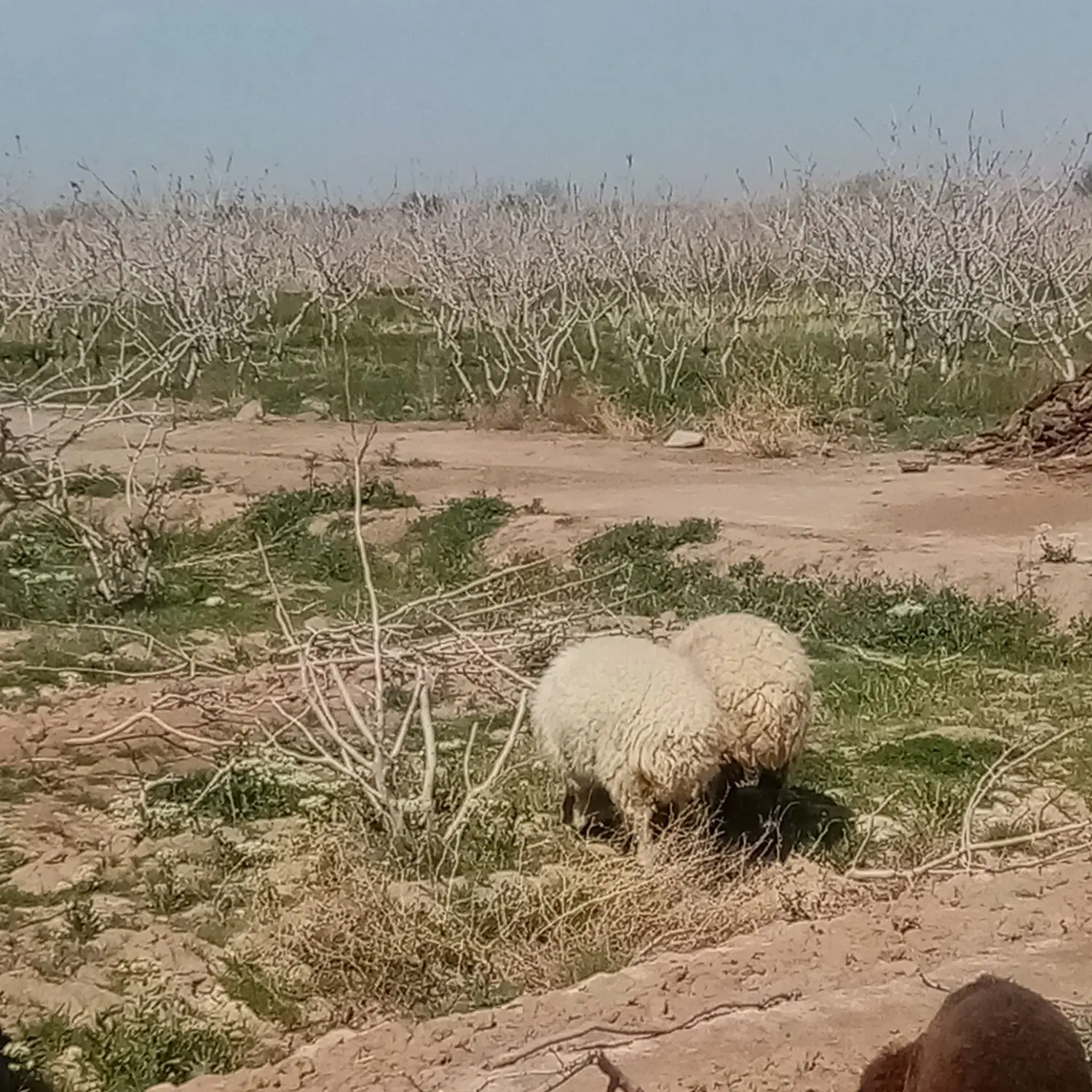 بره ماده|حیوانات مزرعه|ماهان, |دیوار