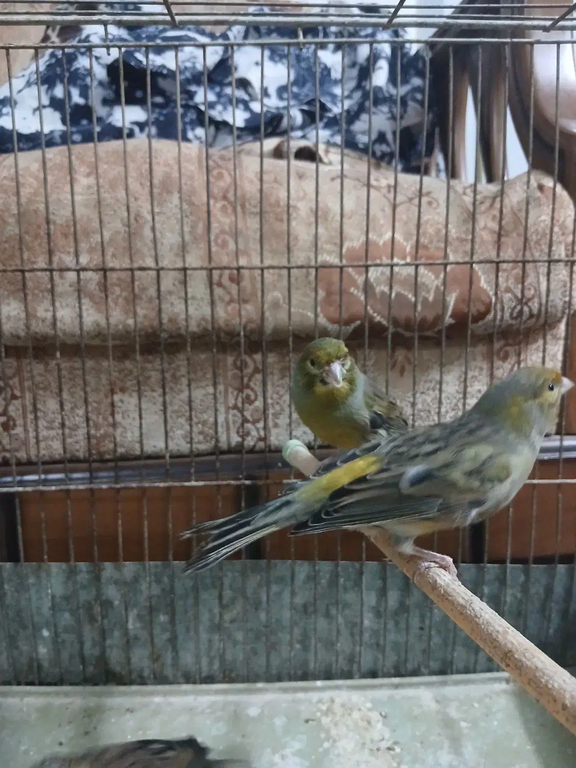 قناری|پرنده|سمنان, |دیوار