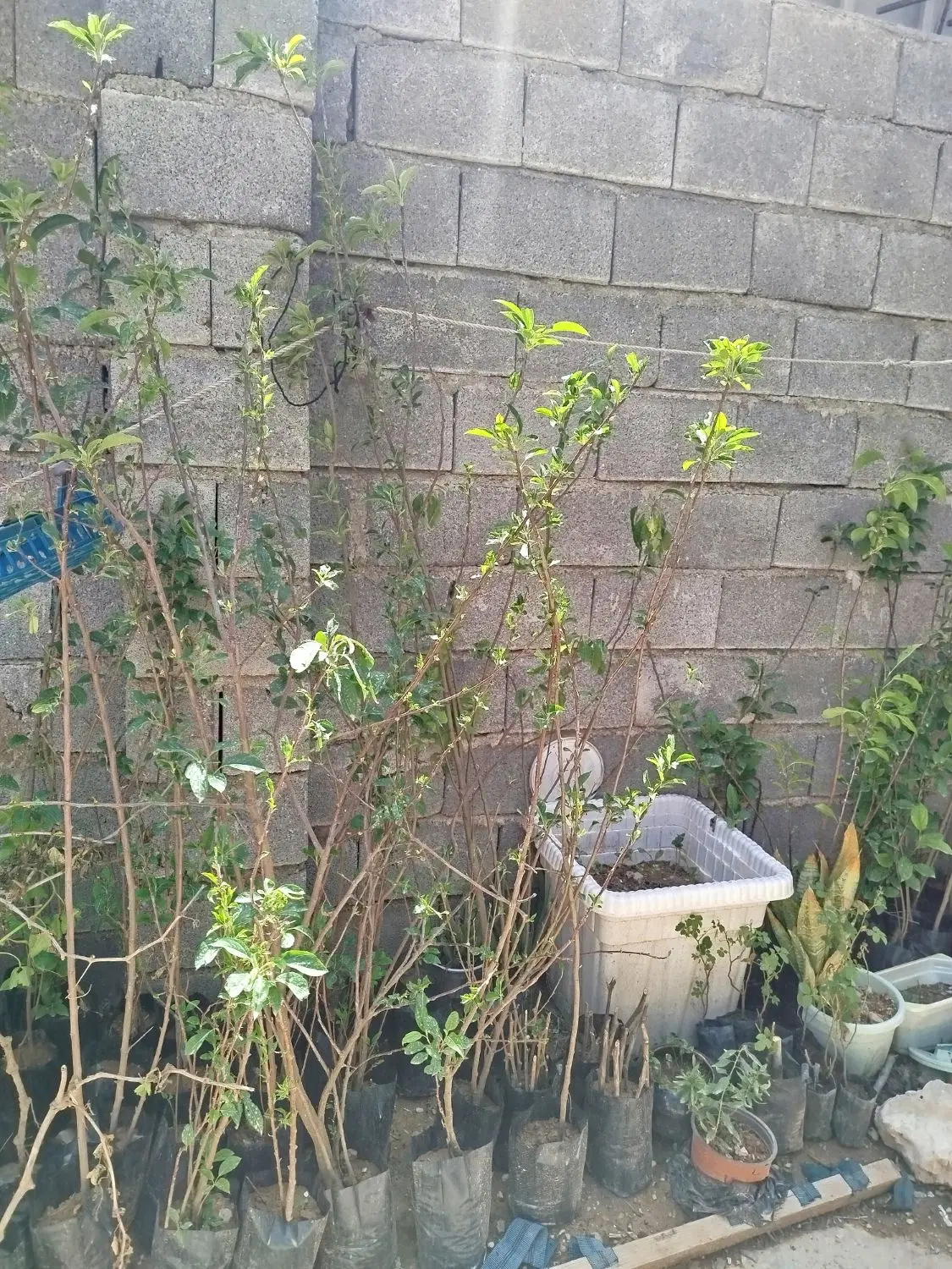 نهال|گل و گیاه طبیعی|ایلام, |دیوار