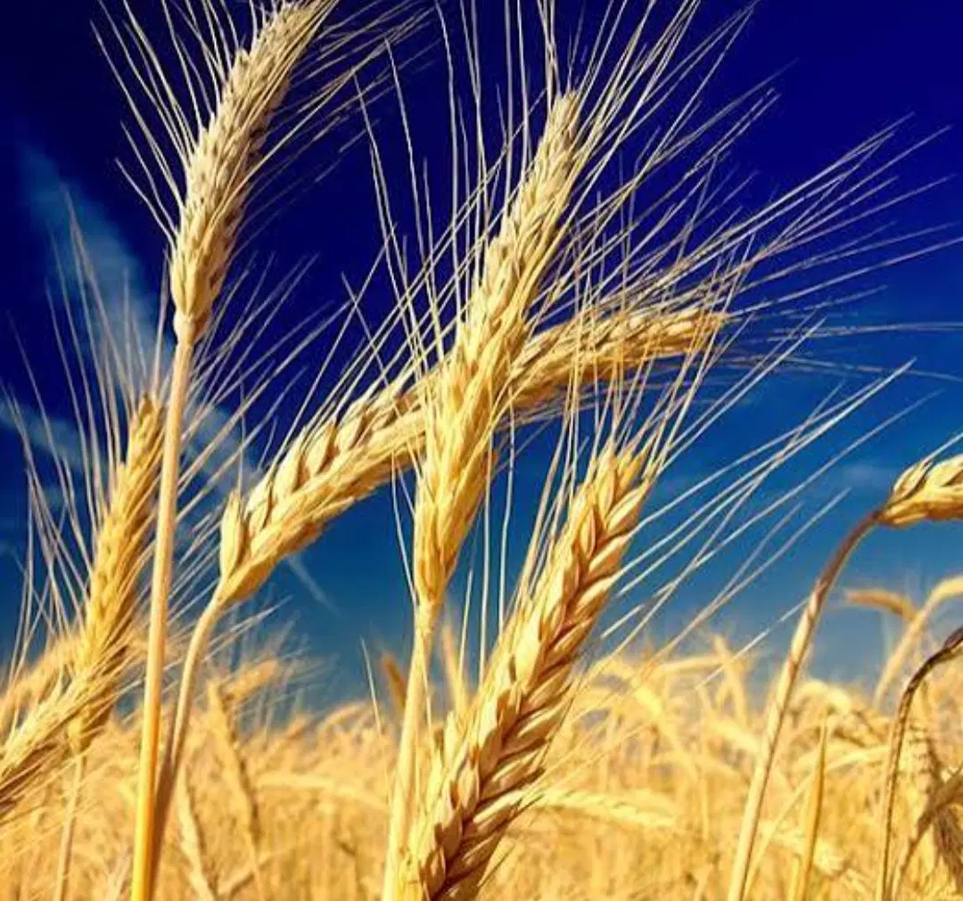 گندم|خوردنی و آشامیدنی|لنده, |دیوار