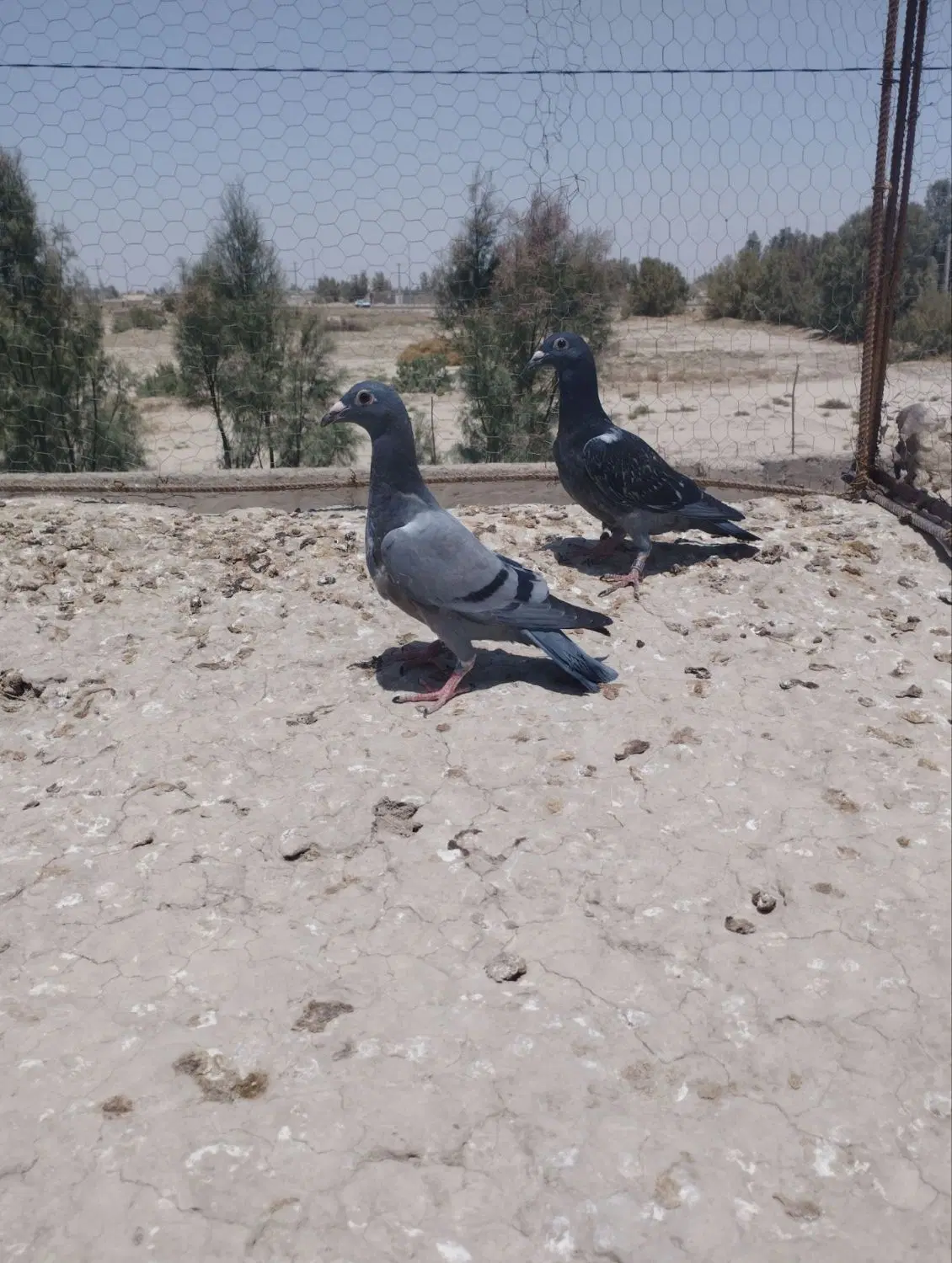 جوجه|پرنده|زابل, |دیوار