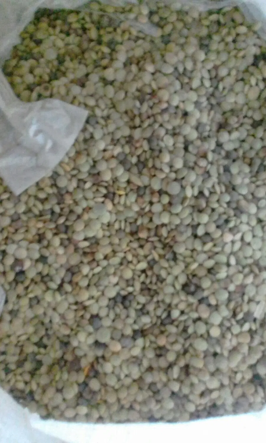 عدس|خوردنی و آشامیدنی|گرمی, |دیوار
