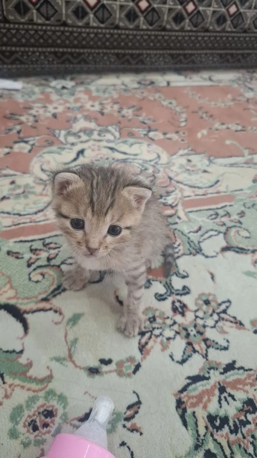 گربه|گربه|دورود, |دیوار